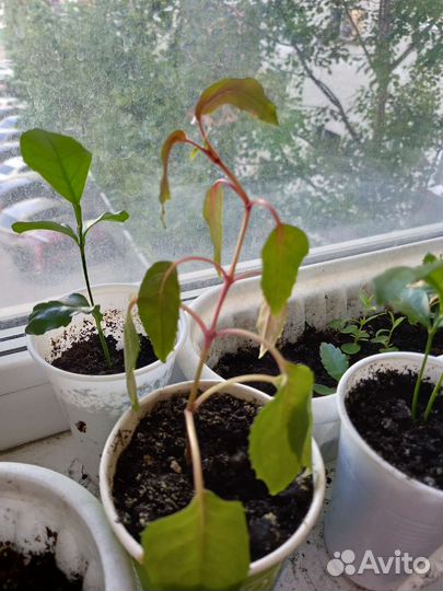 Фукция розовофиалетовая