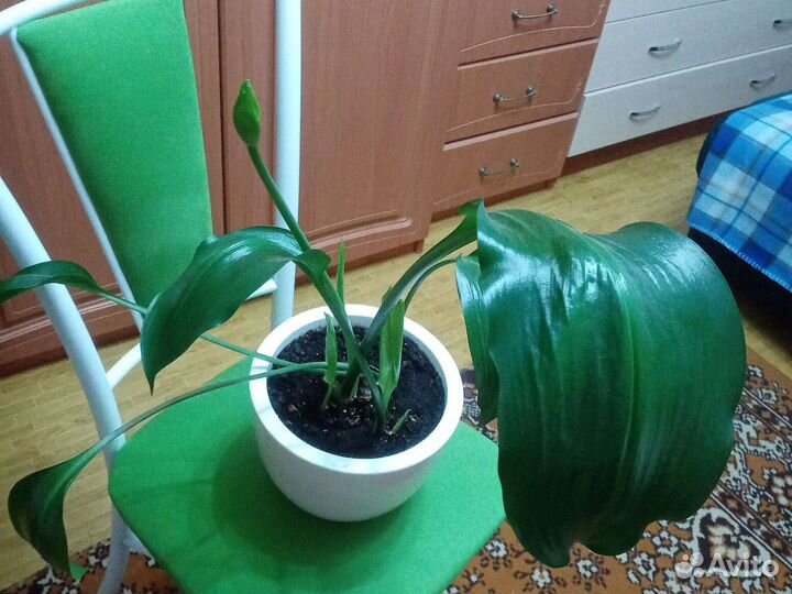 Эухарис амазонская лилия