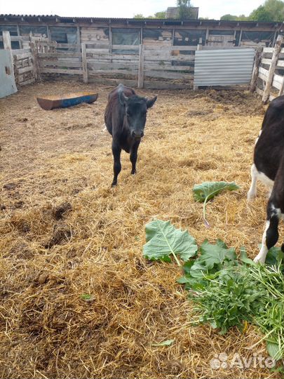 Баран куйбышевкий и две тёлки