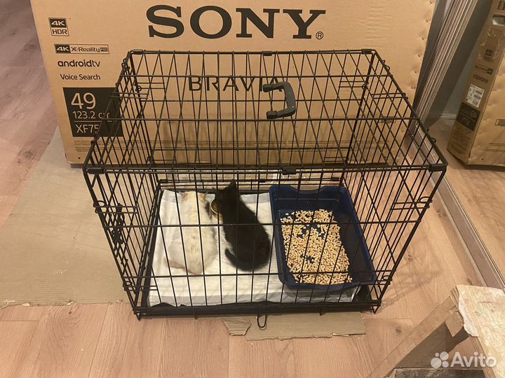 Спасите котенка