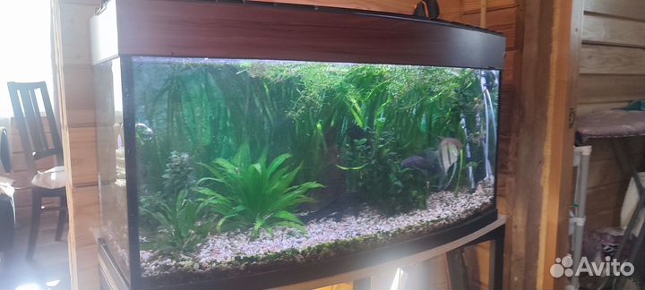 Аквариумные рыбки