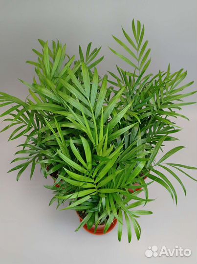 Пальма Хамедорея