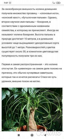 Бокарнея нолина (Слоновья нога)