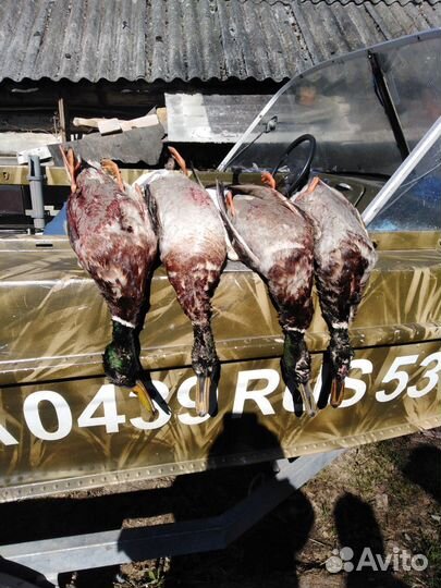 Казанка 5 м 3