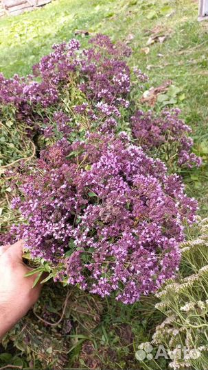 Трава душица