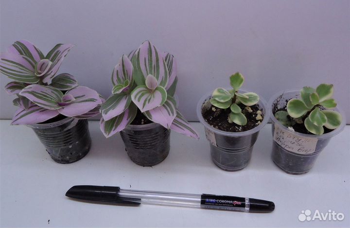 Комнатные цветы 30/06