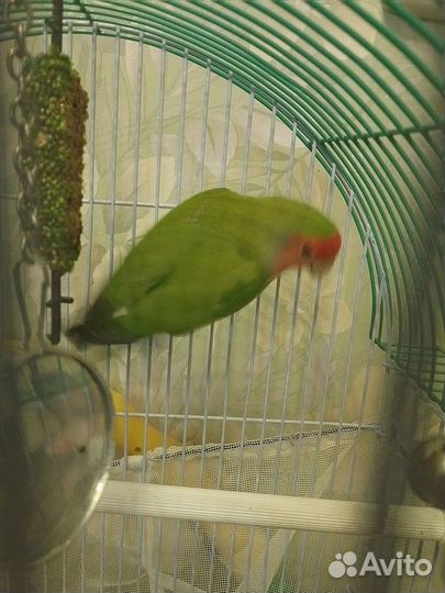 Попугай неразлучник