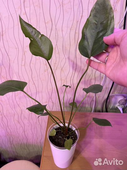 Антуриум ренессанс