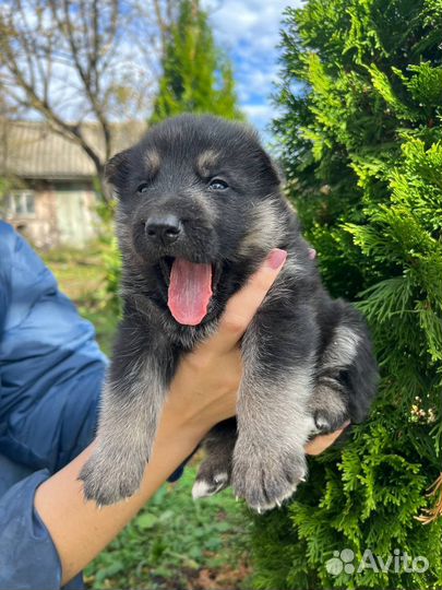 Немецкая овчарка