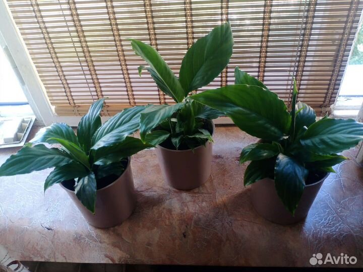 Сочные спатифиллумы