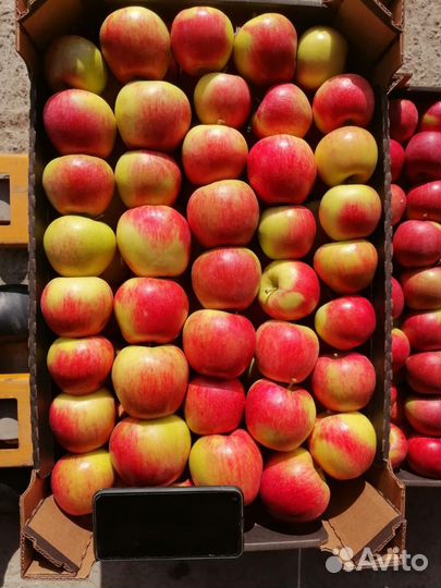 Яблоки опт (Беларусь)