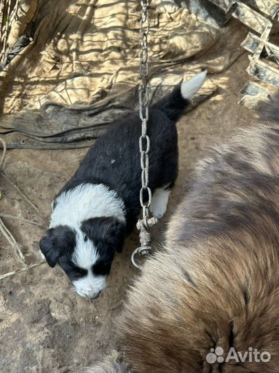 Щенки азиатской овчарки