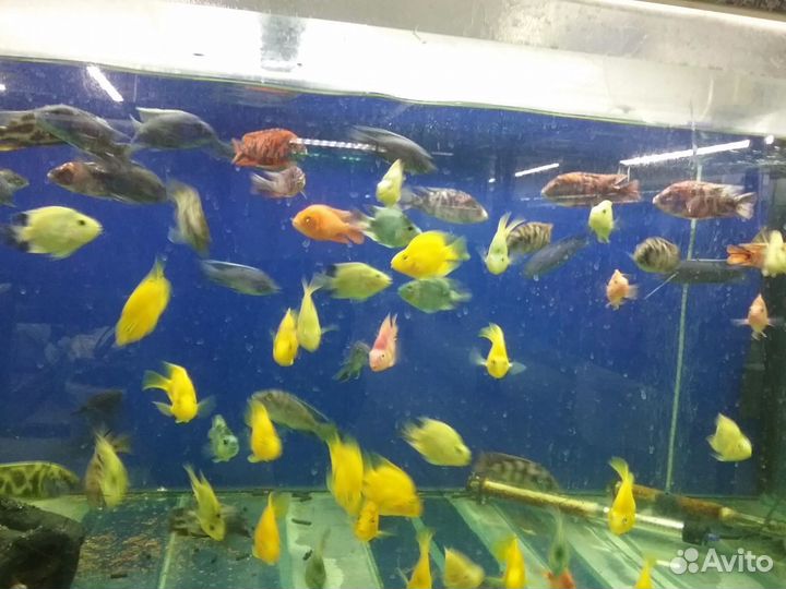Водный-Мир.Оптом Аквариумные рыбки и растение