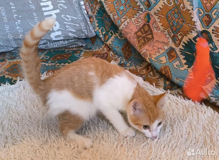 Котёнок девочка в ответственные ручки