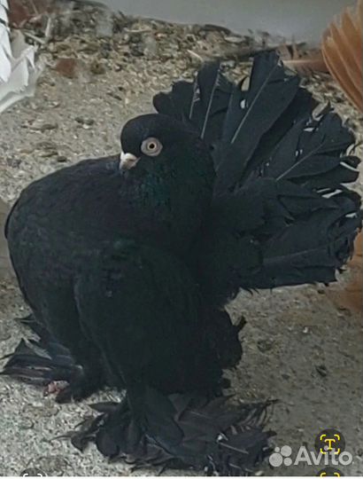 Голуби Ростовские, Ейские двухчубые , сибирские