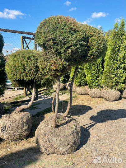 Можжевельник формированный виргинский