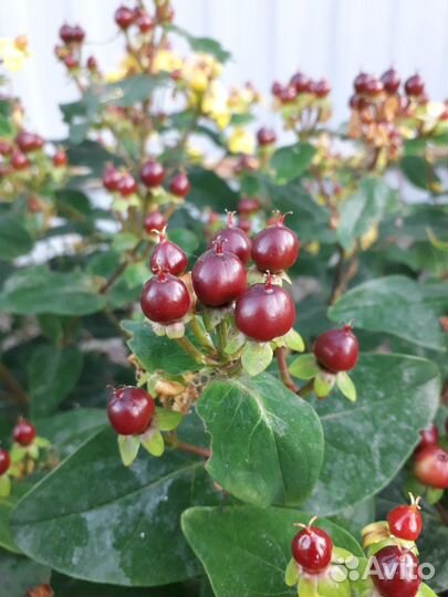 Гиперикум, Синеголовник и др.срезка и в горшке