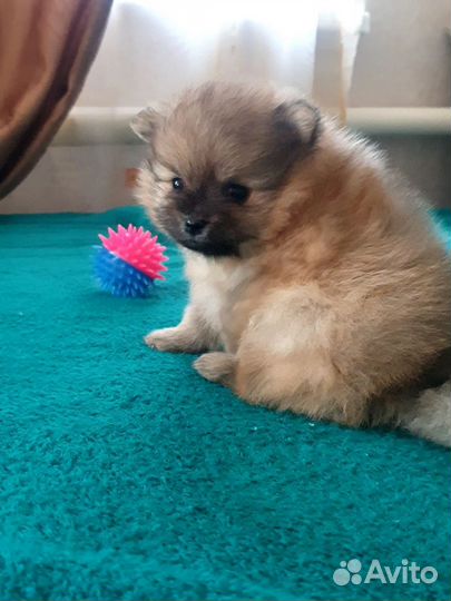 Щенки шпица