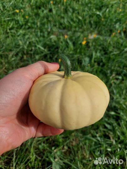 Тыква декоративная для декора, букета, фотосессии