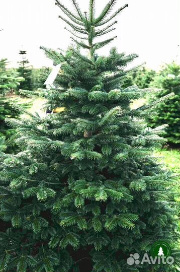 Пихта экстра качества