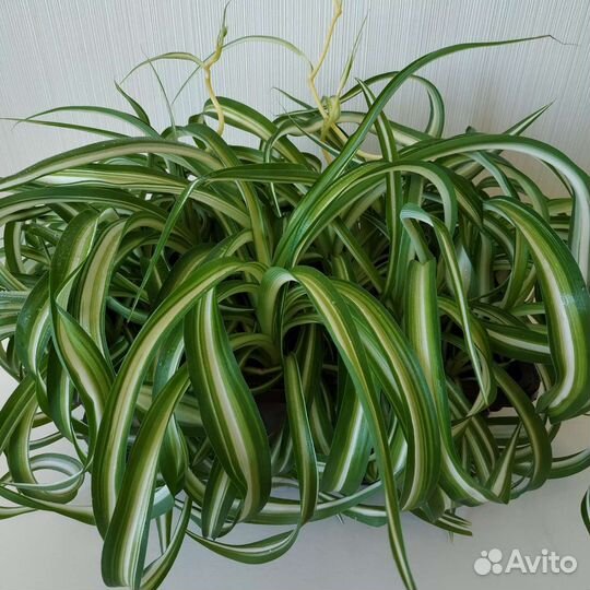 Хлорофитум