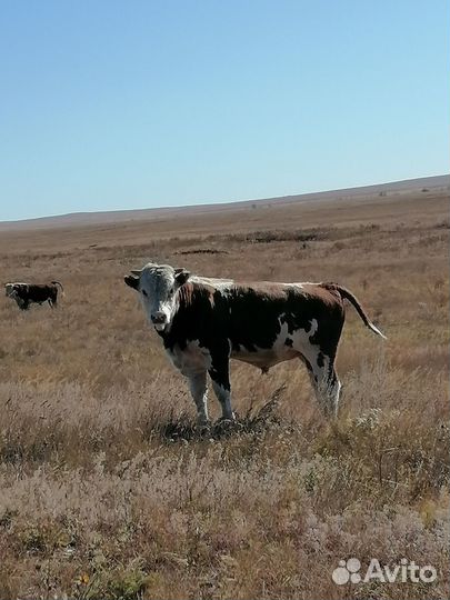 Бычки на откорм