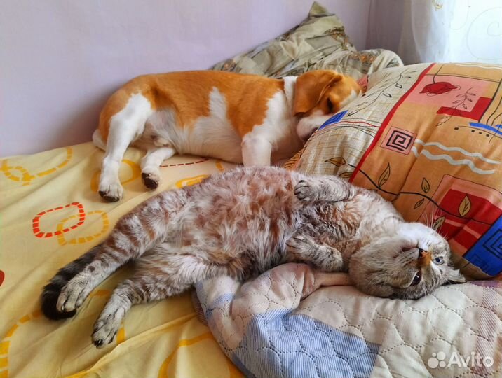 Передержка собак и кошек. Выгул собак. Зооняня