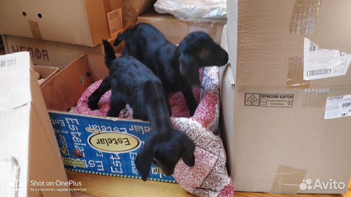 Продам козлят