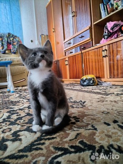 Котенок