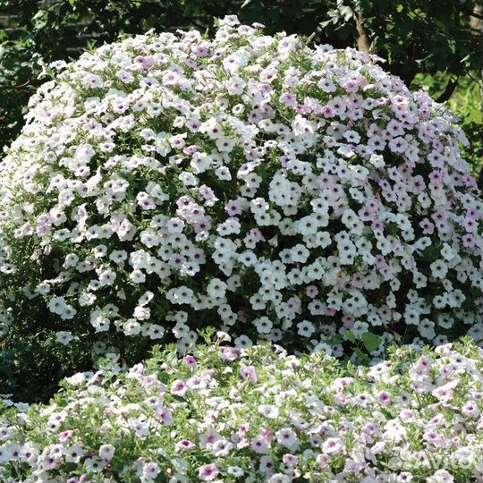 Петунии тайдал опера