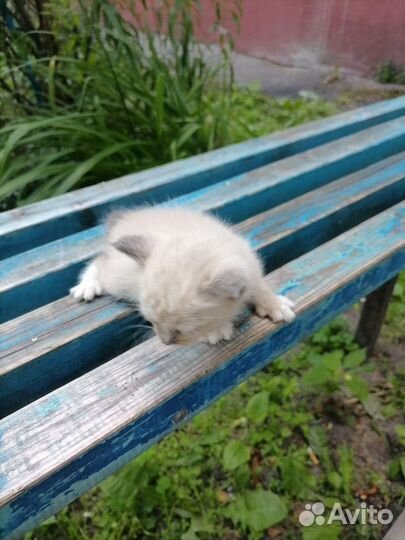 Кошки в добрые руки бесплатно