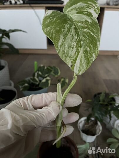 Монстера альба макушка