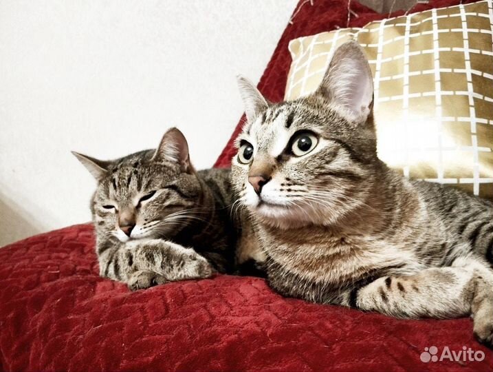 Кот в добрые руки