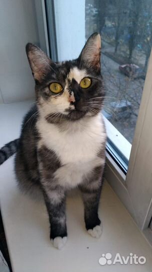 Кошка, 10 мес. в хорошие руки