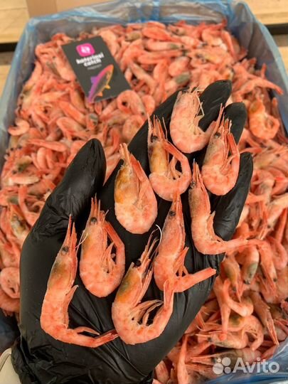 Креветки Северные