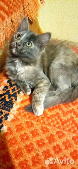 Отдам в хорошие руки