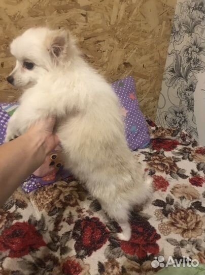 Белый померанский шпиц девочка