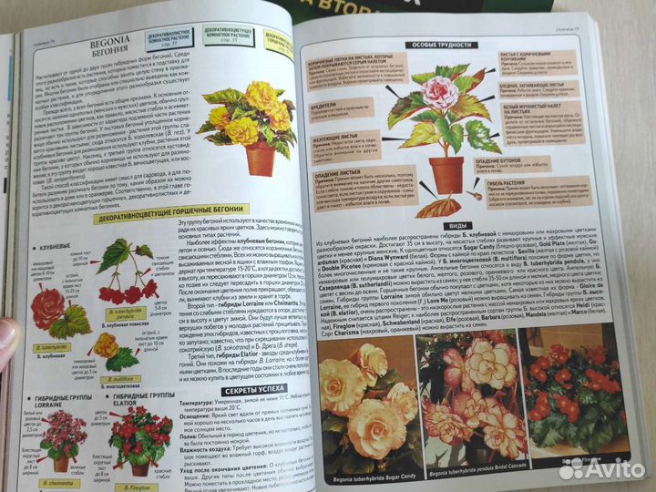 Хессайон Все о комнатных растениях