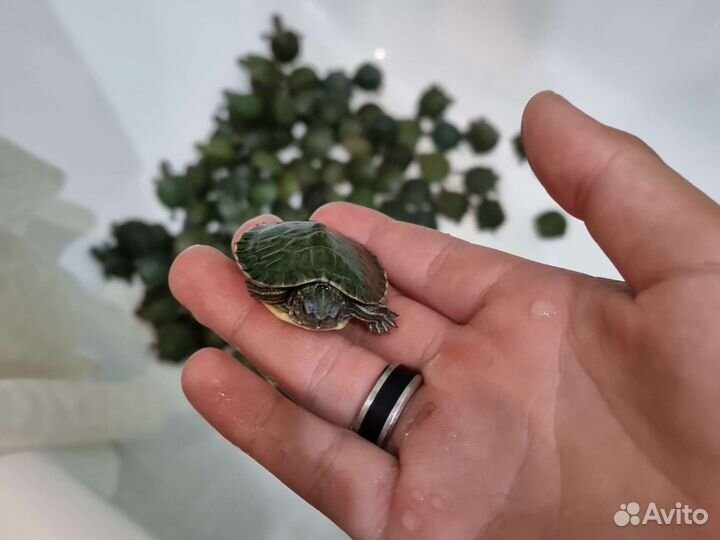 Декоративные черепашки