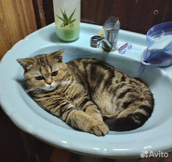 Шотландский кот вязка