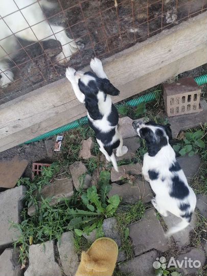 Щенки спаниэля