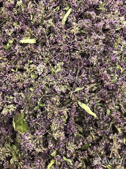 Душица сушеная