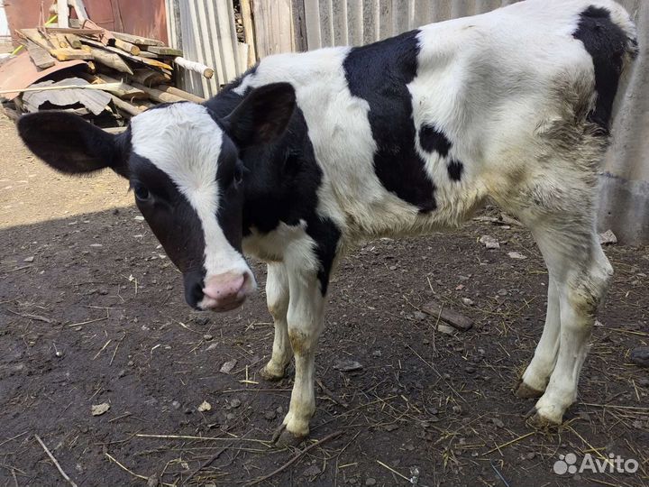 Теленок 2месяца
