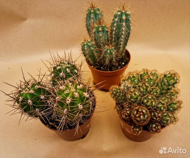 Кактусы и суккуленты