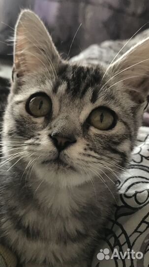 Кошка в дар