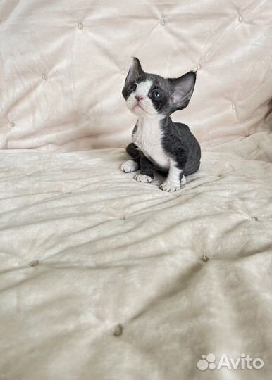 Котята Девон-рекс