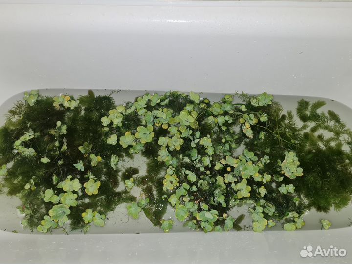 Аквариумные растения