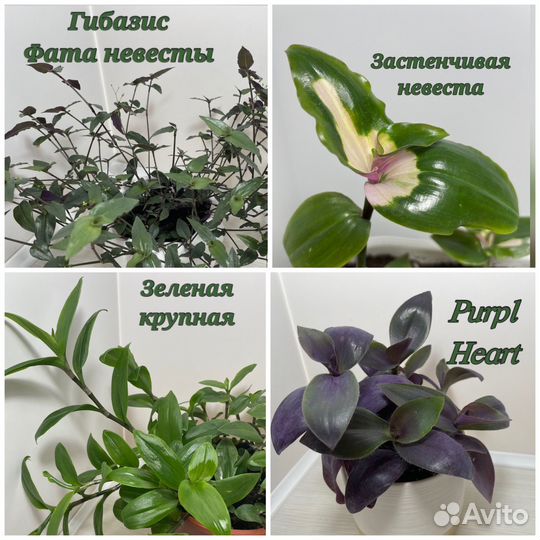 Традесканции разных сортов