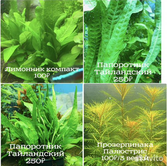 Аквариумные растения, креветки, Lily Pipe