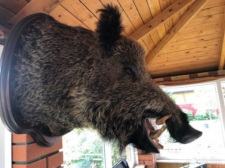 Чучело головы кабана